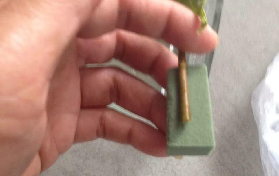 未来1个月, 这8种花插土里就活, 秋冬也能开!