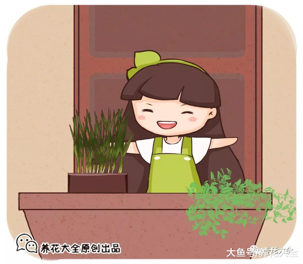 韭菜不用买, 自己在家就能种, 好吃又健康!