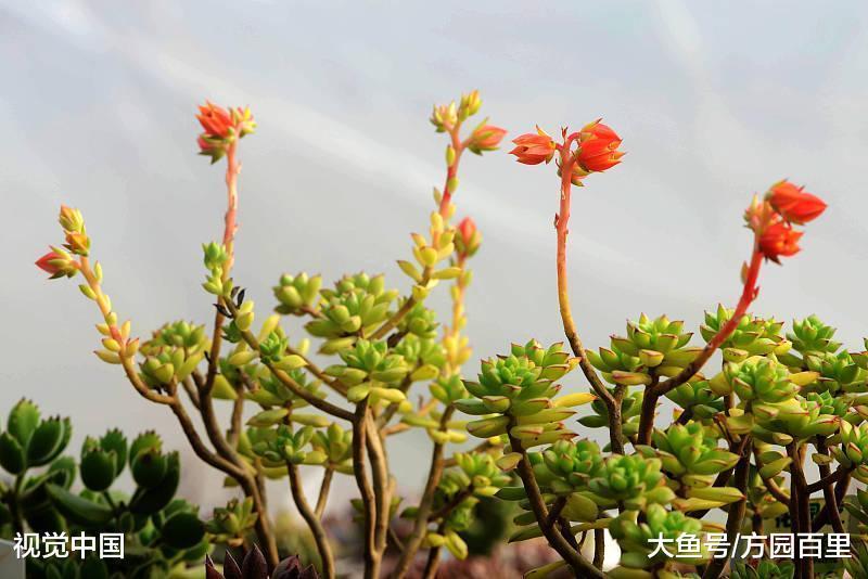 已经徒长的多肉植物还能缩回去吗?