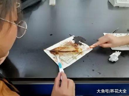 出门捡点落叶, 回来刷一刷, 好看的叶脉书签就出来了!