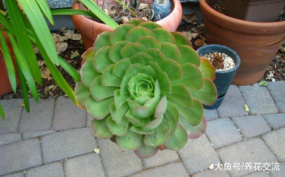 朋友买来的几十盆多肉植物, 过了夏季只剩下空盆, 这是什么状况