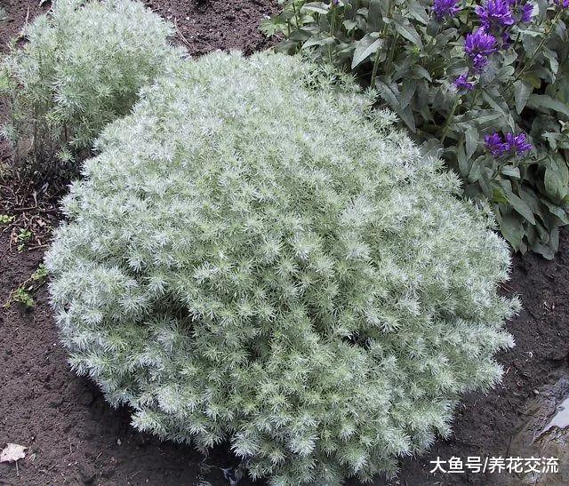 这些银色的植物很适合养院子或阳台上, 变成高档的景观植物