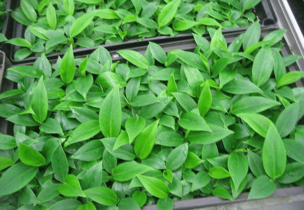 观叶植物不好养? 给它喝点“废油”, 棵棵叶子挺立又油亮!