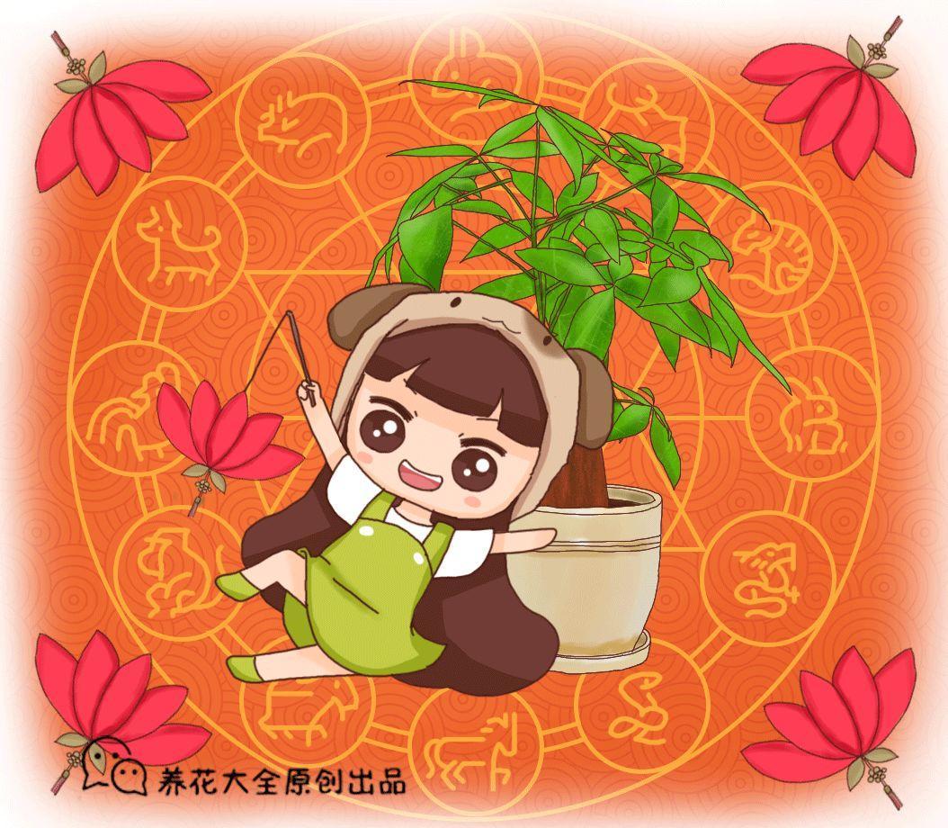 过年摆的10种花, 趁现在没涨价, 赶紧买一盆!
