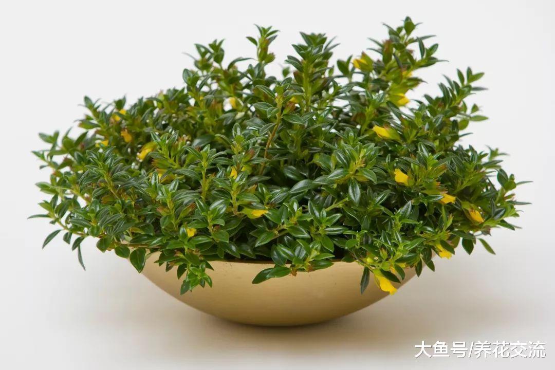 一盆金鱼吊兰如何养成十多盆? 两个月就能长成一个阳台的盆栽