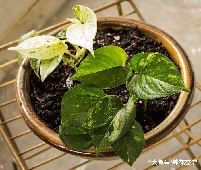 室内常见的几种植物叶子变黄的处理方法, 让盆栽常年翠绿