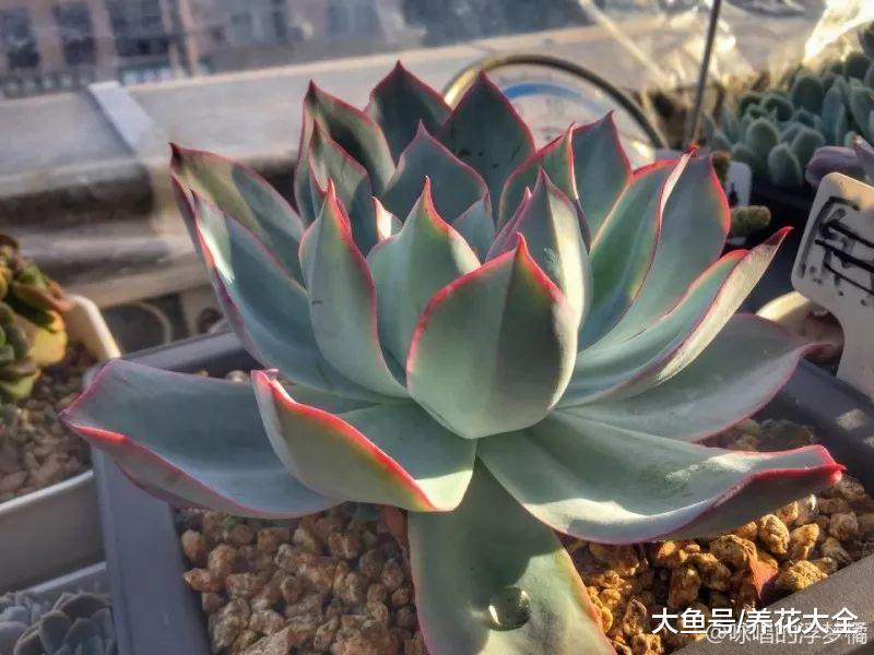 自带仙气的蓝光, 养护记住这几点, 长到花盆装不下!
