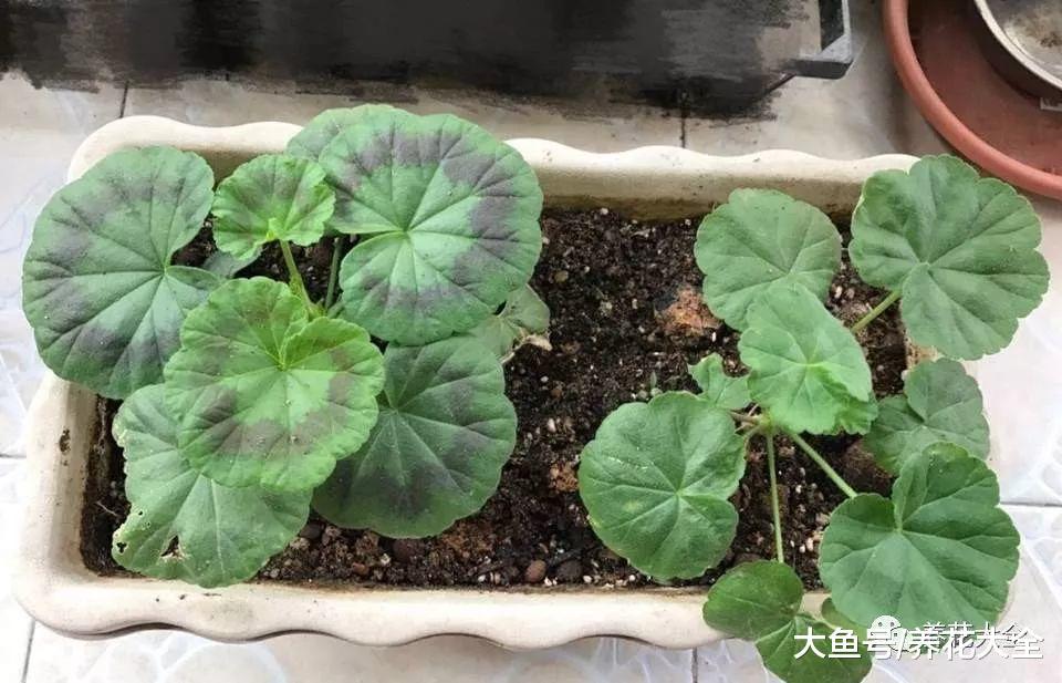 盆里放点这种生活垃圾, 10年不换盆, 照样蹭蹭长!