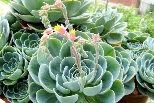 这些多肉开花就等于死亡, 快去看看自家多肉有没有中招!