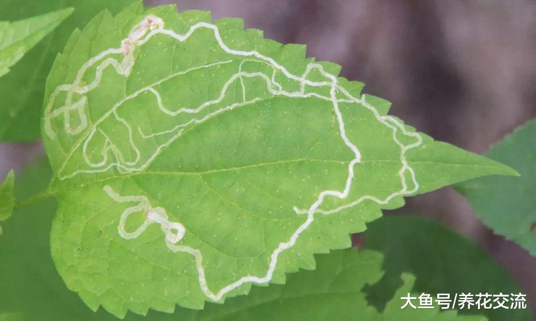 多年生开花植物最常见的病虫害, 学会后养好花就很轻松