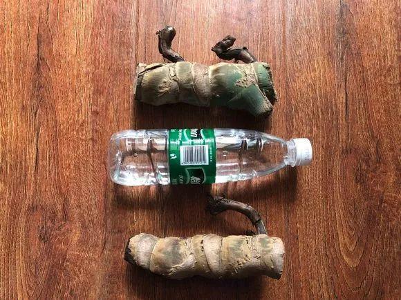 垃圾桶里捡了半截桩, 回家扔盆里就冒芽, 1个月蹿成摇钱树!