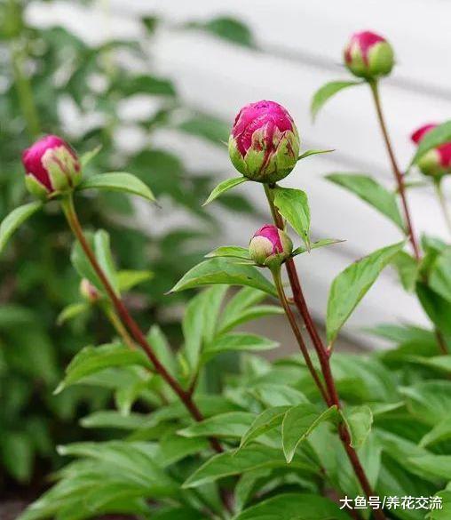 在院子里怎么种牡丹才能年年开花呢? 看老园丁是怎么做的