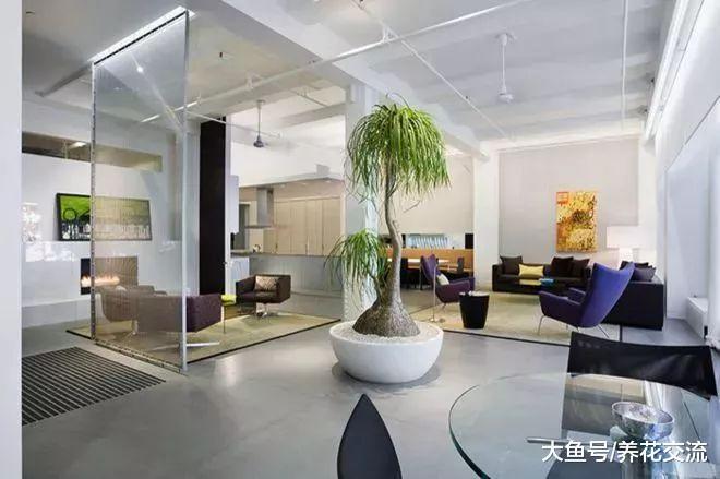 客厅的盆栽植物养护注意8个技巧, 很少还会有人将它们养死
