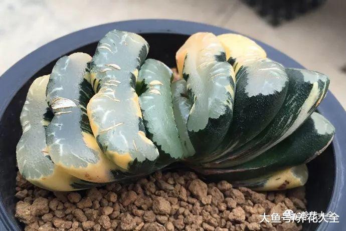 价值不菲的多肉, 看了又要剁手了, 自己家的怎么就养不好