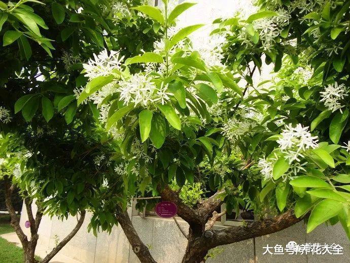 月季不开花? 那是你没这儿样做, 不然就能爬满枝头!