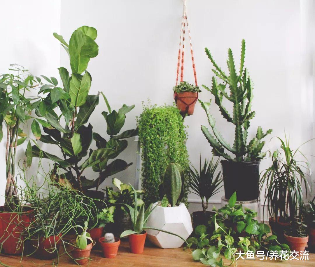 6种可以养在家里阴凉处的植物, 给一点点散射光就能开花
