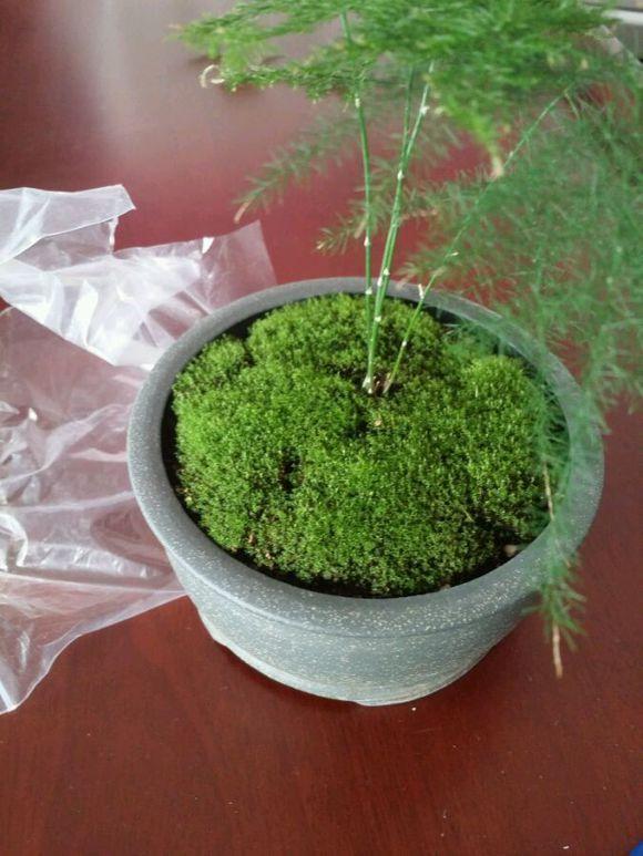 大自然送给“穷人”的礼物, 3种玩法不花1分钱, 个个都是漂亮盆栽