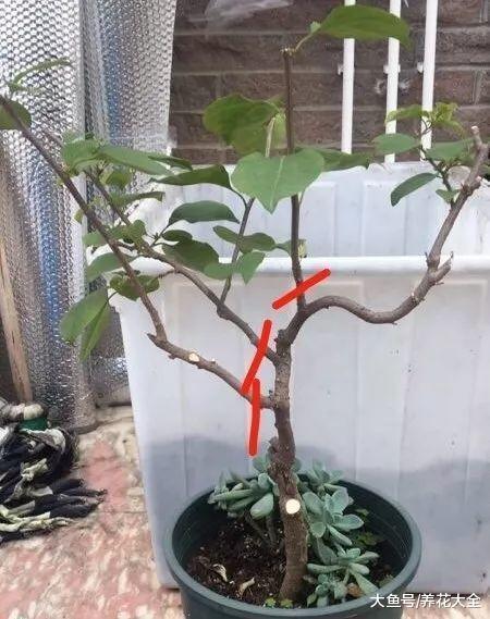 把这9种花简单一修剪, 花开不断, 还长成了棒棒糖!