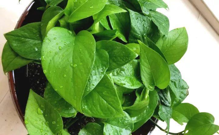 绿萝别乱施肥, 盆里加了这个, 养1盆死1盆!