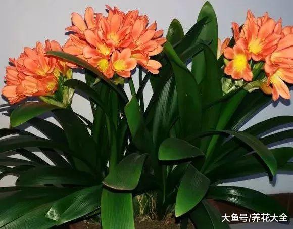 这12种花超耐阴, 光照不好也能蹭蹭疯长!