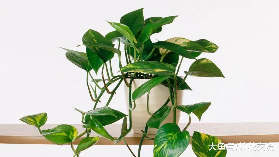 实用的11个养花技巧, 让你的室内盆栽植物生长健康旺盛