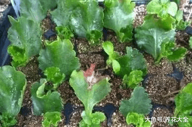 扦插老不生根? 试试这6招, 1盆变10盆, 家里多的放不下!