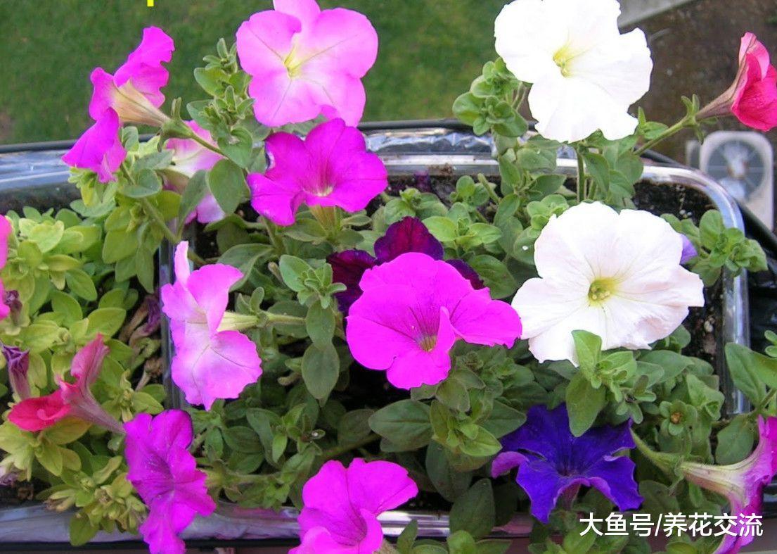 夏秋季节就能旺盛开花的矮牵牛, 为啥还有人将它养死