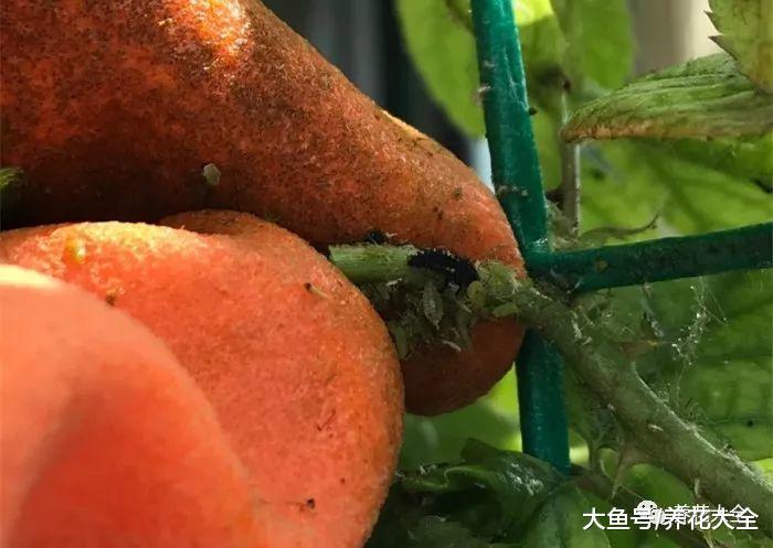月季招虫了? 用点这个水, 消失的一干二净!