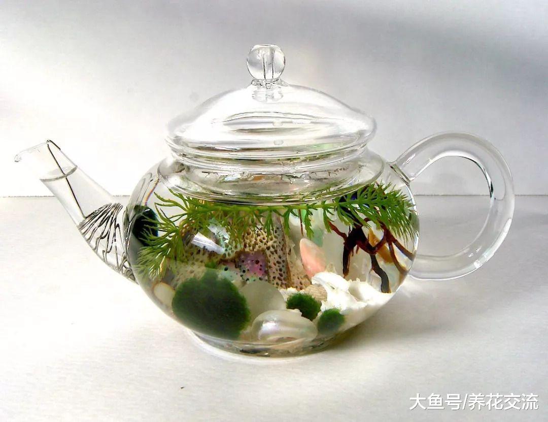 6种长相奇特的室内植物, 有些你都可能没听说过