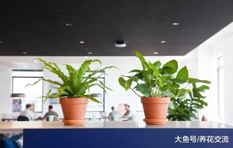 这些绿植都很适合摆放在办公室里, 不需要怎么照顾