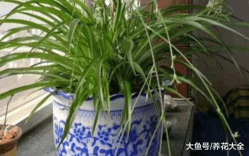 吊兰春天这么养, 根粗得像萝卜, 叶片2指宽!