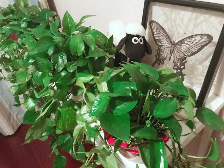 甲醛能潜伏15年, 赶紧放盆吸毒花, 全家老小都受益!