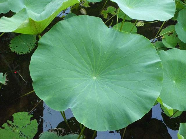 蒲公英加它泡水喝, 养生效果翻倍, 你可能还不知道