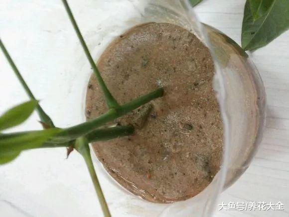最简单的扦插方法, 学会了, 就再也不用买发财树了!