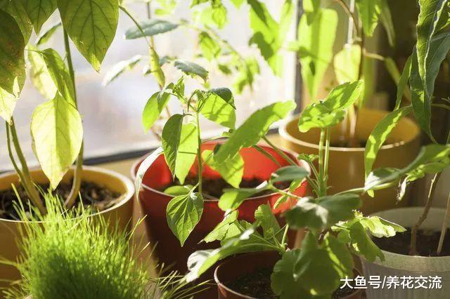 养家里的盆栽植物长霉菌怎么办, 是什么原因引起的?