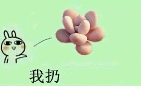 这些多肉表情包, 搞笑卖萌, 让你聊天不尴尬!