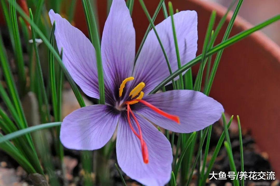 8月份适合养下面这些开花植物, 养在院子阳台上都能轻松开花