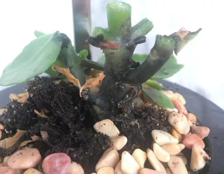 长寿花刚入秋就黑腐? 再这么浇水, 整盆叶子都烂掉!