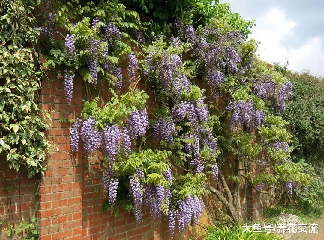 在院子里种出开满整个墙壁的紫藤花, 掌握这些技巧就足够了