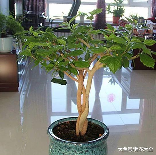 这6种花正好现在养, 花大色艳, 一不下心养满盆!