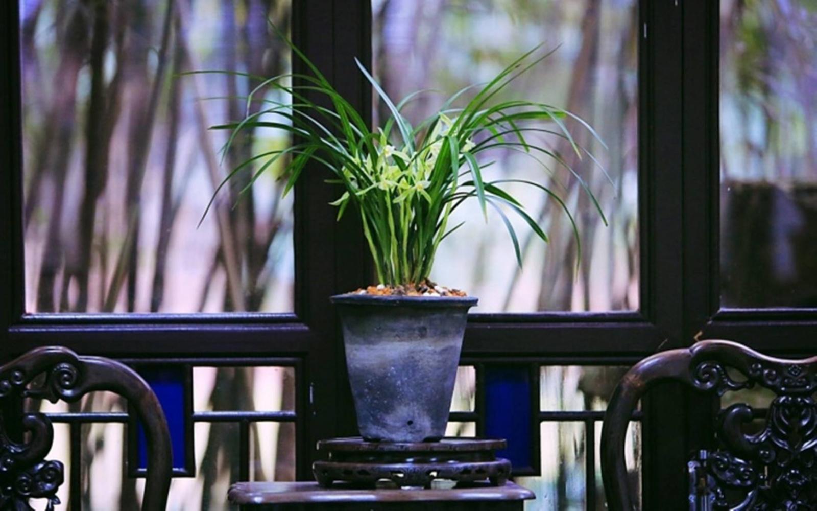 种植兰花如何在小环境下进行调节