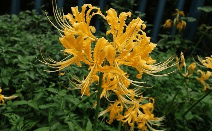 这花有花无叶, 有叶无花, 被称作"死亡之花"!
