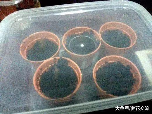 鸡蛋花从种子养成开花的大盆栽, 掌握这几个技巧就可以了