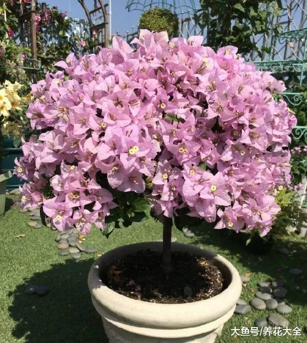 把这9种花简单一修剪, 花开不断, 还长成了棒棒糖!