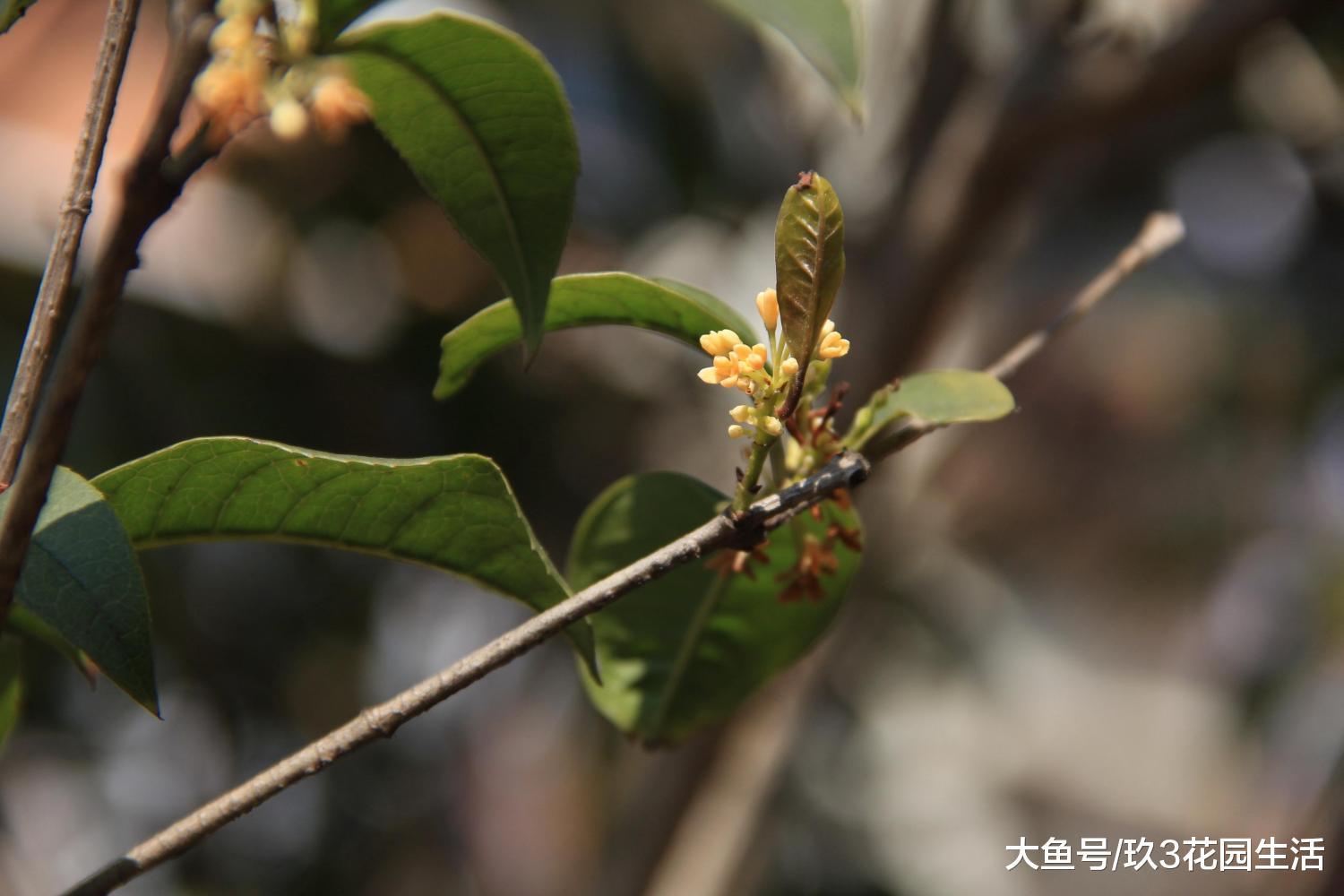 如何区分金桂、银桂、丹桂、四季桂?