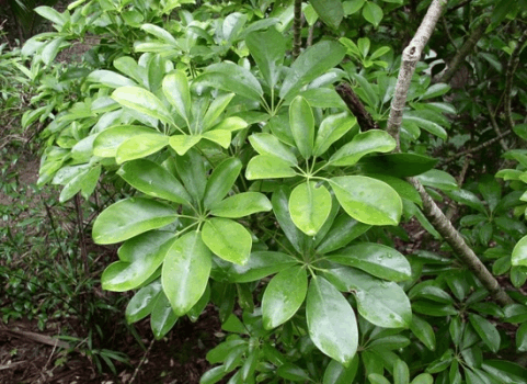 家里的鸭掌木, 就得用这法子养, 天天窜新芽!