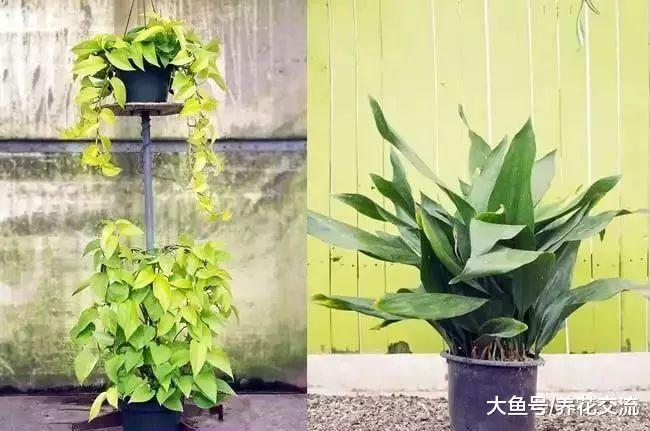 家里没有光照, 下面这十种容易打理的耐阴盆栽植物就适合你