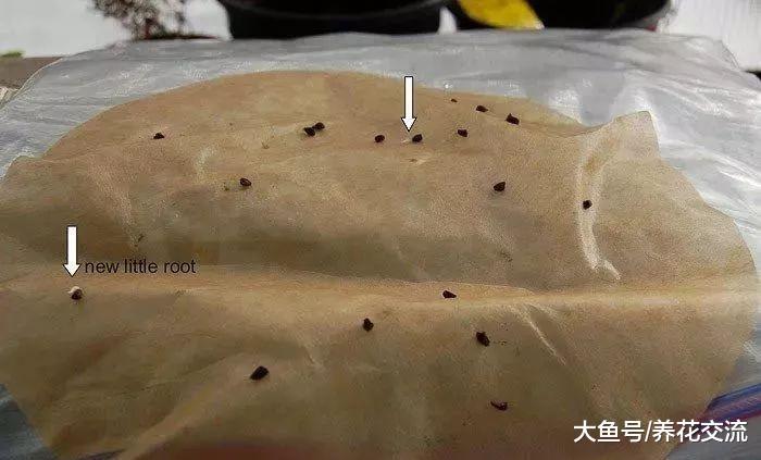 用种子就可以在室内培育飞燕草, 长成华丽的开花植物