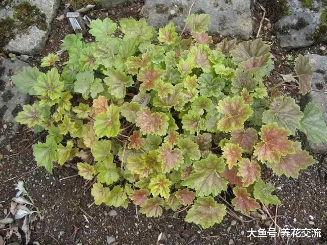 养护盆栽植物的9个主要的技巧, 新手就不要错过了