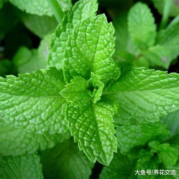 薄荷的叶片用这种方法轻松变成精油, 用来养花有大用处